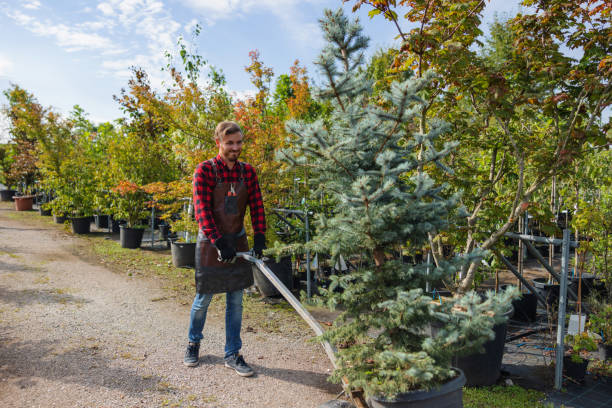 Chevy Chase Village, MD Tree Removal and Landscaping Services Company